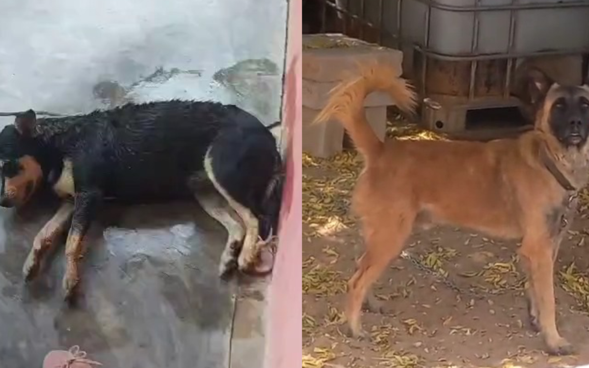 Dois cães foram envenenados na zona rural de Flores-PE, um deles morreu