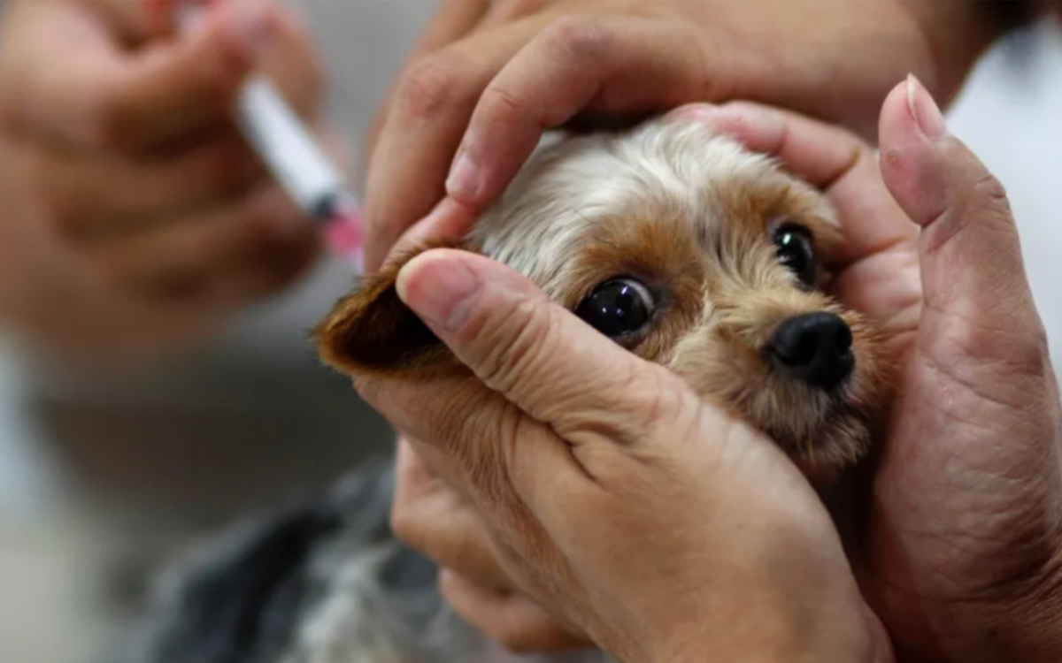 Sábado dia 23 tem vacinação antirrábica para cães em Serra Talhada – PE